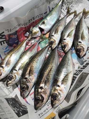 アジの釣果