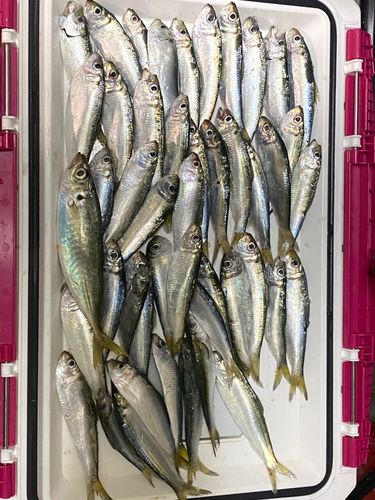 ママカリの釣果