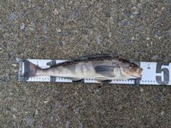 ホッケの釣果