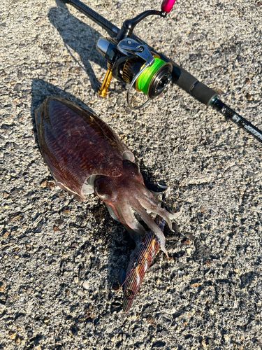 ハリイカの釣果