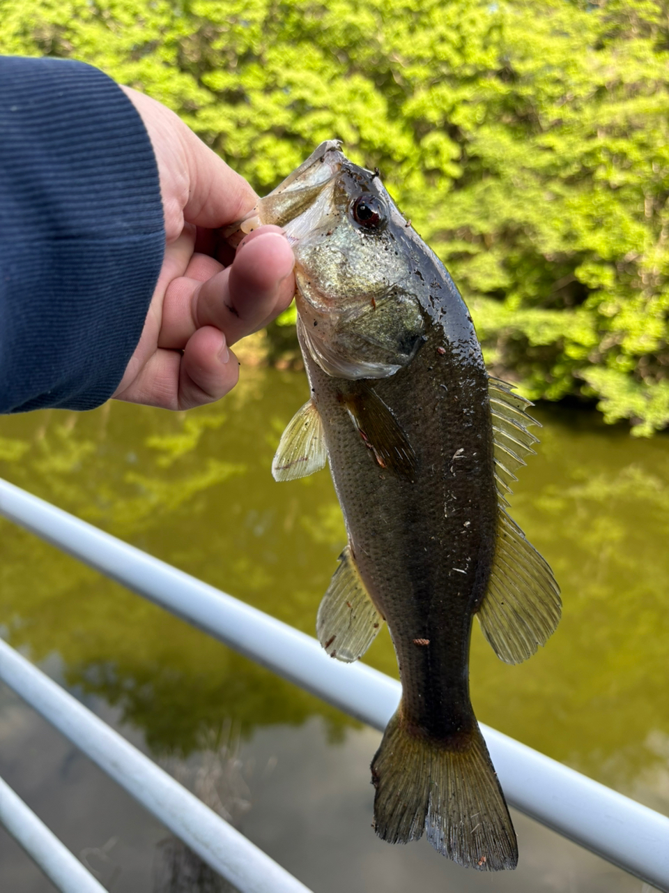 SHIMANO 19スコーピオン 2701FF-2の最安値・インプレ・釣果 SHIMANO 19スコーピオン 2701FF-2の最安値・インプレ・釣果