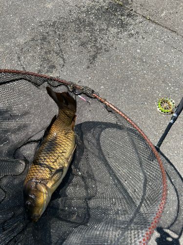 コイの釣果