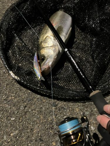 セイゴ（マルスズキ）の釣果