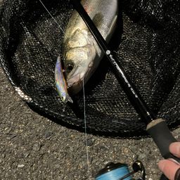 セイゴ（マルスズキ）