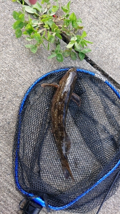 アイナメの釣果