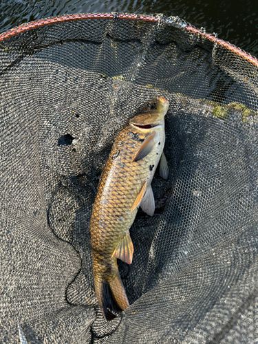 コイの釣果
