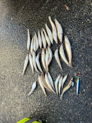 シロギスの釣果