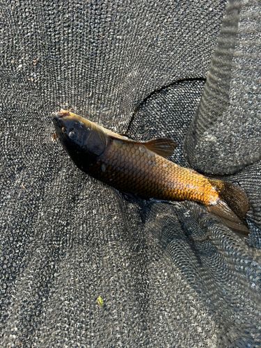 コイの釣果
