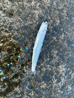 カタクチイワシの釣果