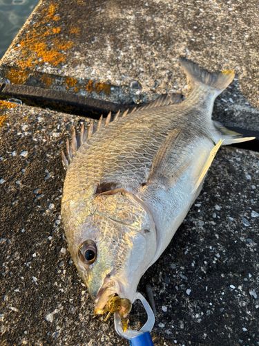 キビレの釣果