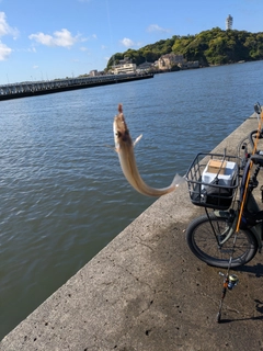 シロギスの釣果