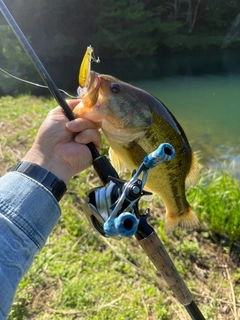 ラージマウスバスの釣果