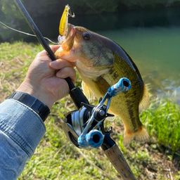 ラージマウスバス