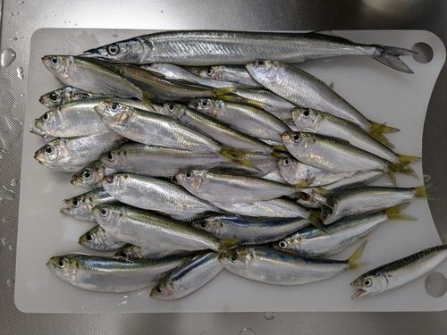 サッパの釣果