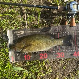 スモールマウスバス