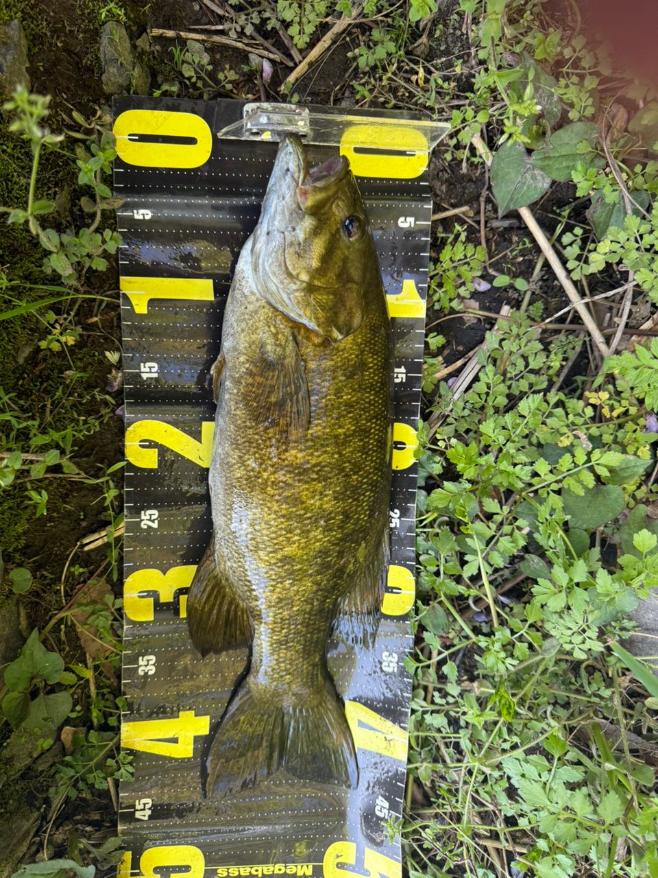 スモールマウスバス