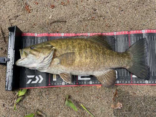 スモールマウスバスの釣果