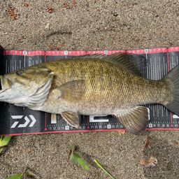 スモールマウスバス