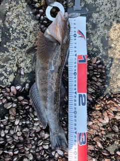 アイナメの釣果
