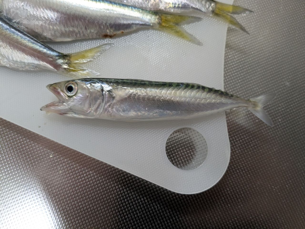サバ