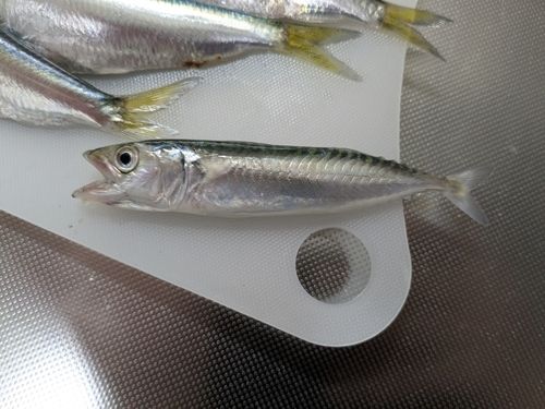 サバの釣果