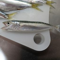 サバ