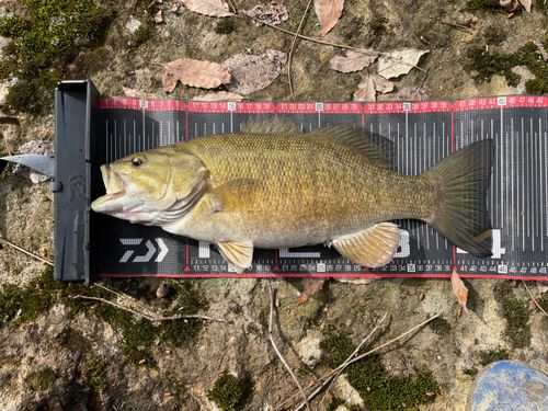 スモールマウスバスの釣果