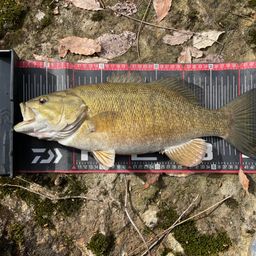 スモールマウスバス