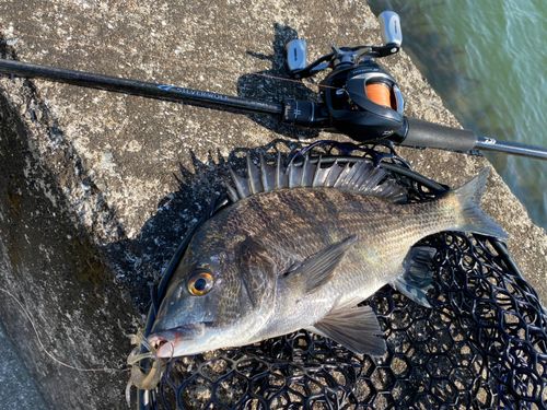 チヌの釣果