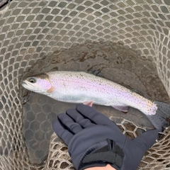 ニジマスの釣果