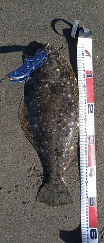 ヒラメの釣果