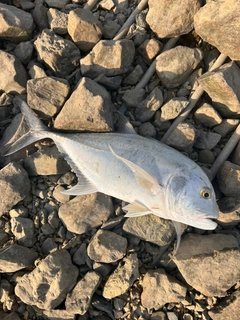ロウニンアジの釣果