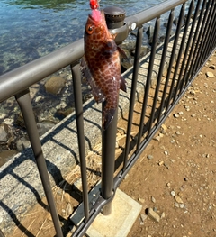 オオモンハタの釣果