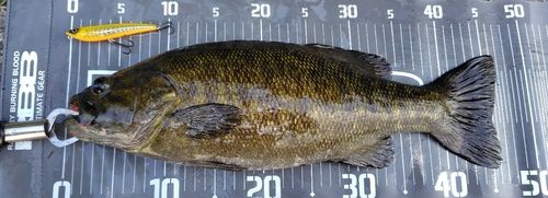 スモールマウスバスの釣果