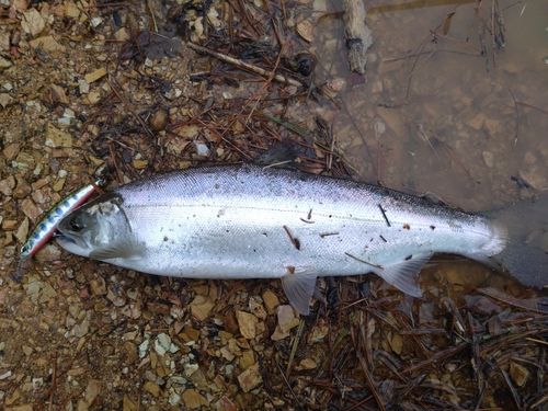 サクラマスの釣果