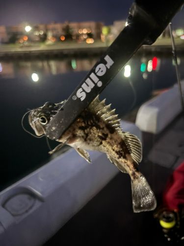 クロソイの釣果