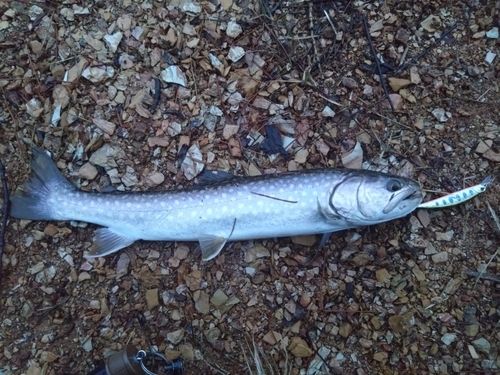 アメマスの釣果