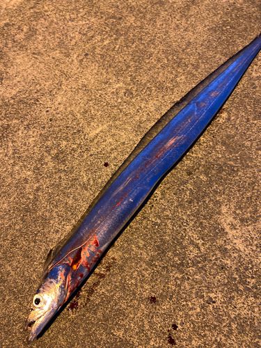 タチウオの釣果