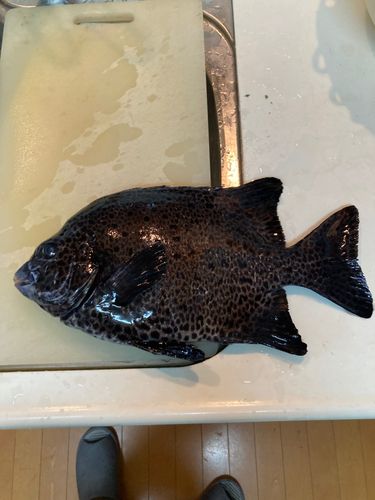 イシガキダイの釣果