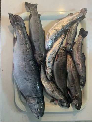 ニジマスの釣果