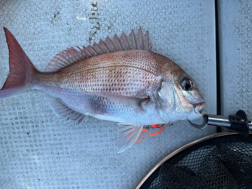 マダイの釣果