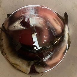 ホッケ