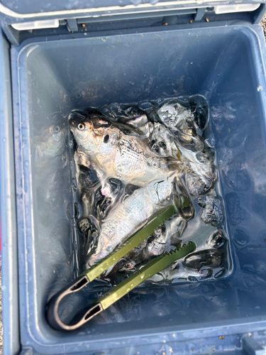 カタクチイワシの釣果