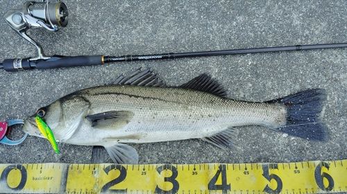 シーバスの釣果