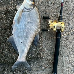 チャネルキャットフィッシュ