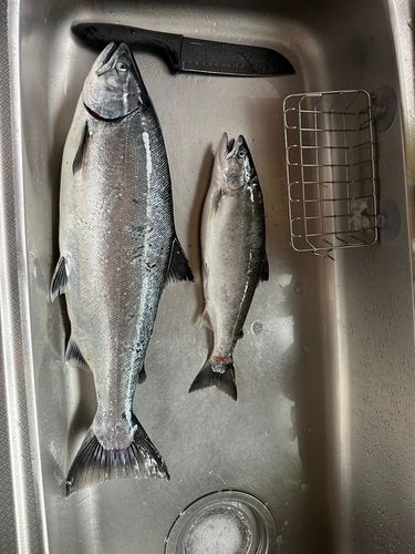サクラマスの釣果