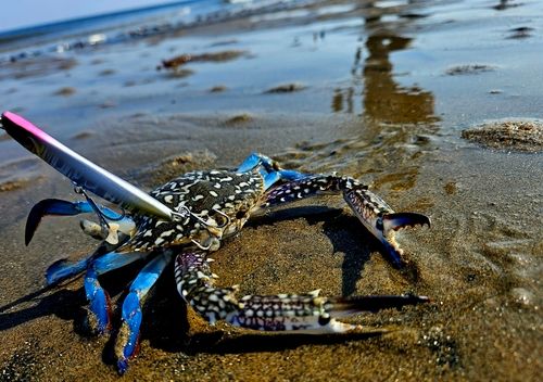 タイワンガザミの釣果