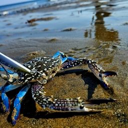 タイワンガザミ