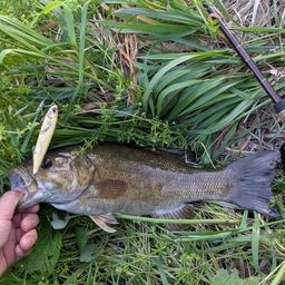 スモールマウスバス