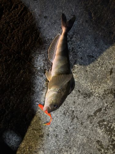 ホッケの釣果